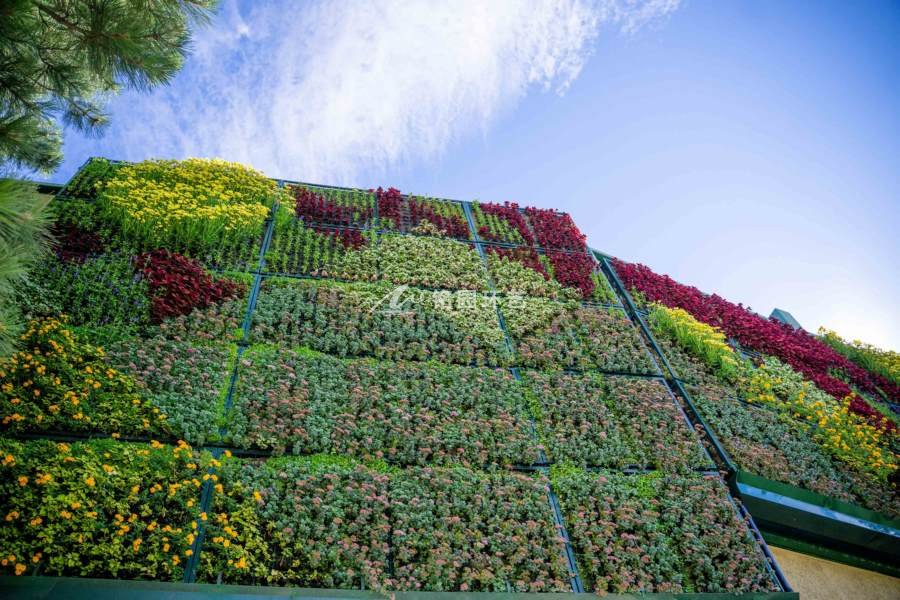 植物墙误区